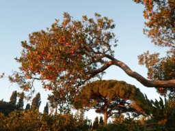 TN_SAM_4996_corbezzolo e pino.JPG